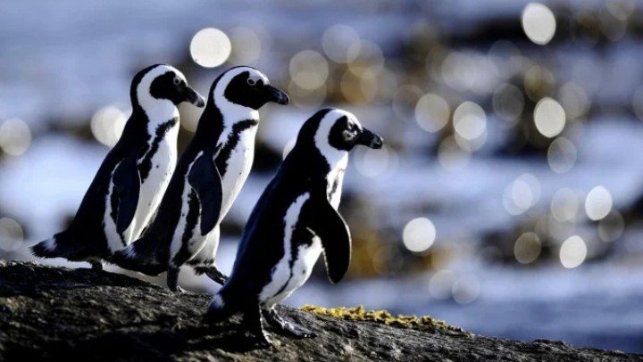 খাদ্যসংকটে বিলুপ্তির পথে আফ্রিকান পেঙ্গুইন