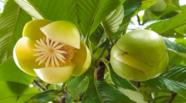 চালতা কতটা উপকারী স্বাস্থ্যের জন্য?