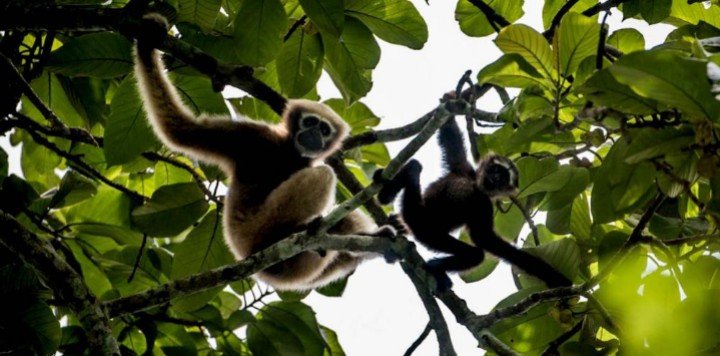 লাউয়াছড়া উদ্যান: এক অমায়িক সৌন্দর্যের লীলাভূমি লাউয়াছড়া উদ্যান