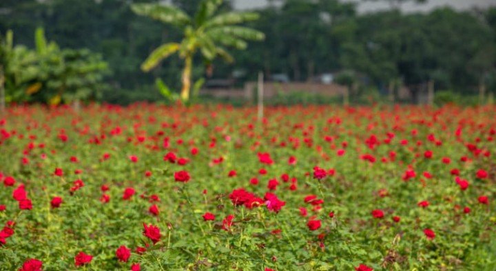 সাদুল্লাপুরের গোলাপ গ্রাম গোলাপ গ্রাম